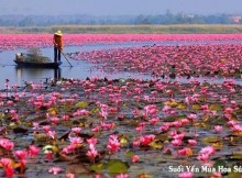 suối Yến mùa hoa súng