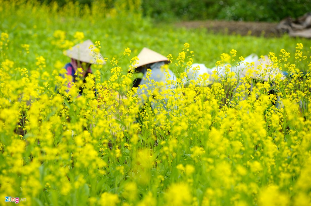 hoa cải vàng nở rộ ở Hà Nội