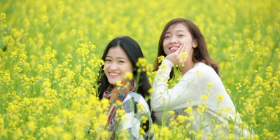 hoa cải vàng nở rộ ở Hà Nội